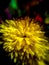 Beautiful crysanthemum morifolium flower macro photography using mobile phone