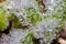 Beautiful crystal hoarfrost on plants macro