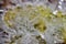 Beautiful crystal hoarfrost on plants macro