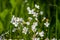 The beautiful Cuckoo flowers in spring