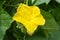 Beautiful Cucumber Yellow Flower, Young Fresh Organic Vegetable Home Garden Flora Plants Leaf