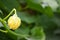 Beautiful Cucumber Yellow Flower, Young Fresh Organic Vegetable Home Garden Flora Plants Leaf