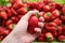 Beautiful cultivated deep red delicious strawberries, macro photography, fruit