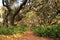 Beautiful Cumberland Island National Seashore