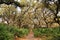 Beautiful Cumberland Island National Seashore