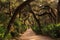 Beautiful Cumberland Island National Seashore