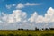 Beautiful cumulous clouds in a blue sky over rural Illinois farm land