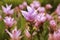 beautiful Curcuma alismatifolia flowers in nature