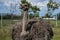 A beautiful curious alert ostrich with its mouth open