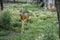 A beautiful curious fawn deer held in captivity approaching