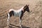 A beautiful curious foal stands on a country road in a field. A cute foal of an interesting color