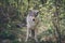 Beautiful and curious grey wolf outdoors in the forest