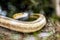 Beautiful and curious snake in Budapest zoo