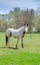 Beautiful and curious white Pinto horse