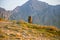 A beautiful, curious wild chamois grazing on the slopes of Tatra mountains. Wild animal in mountain landscape.