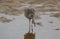 A beautiful Curlew Numenius arquata eating a crab which it has just caught in a coastal sea estuary in Scotland.