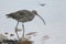 A beautiful Curlew Numenius arquata feeding along the shoreline in Scotland its has its beak open.