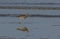 A beautiful Curlew Numenius arquata feeding on the shoreline of the Norfolk coast.