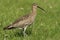 A beautiful Curlew Numenius arquata in a grassy field.