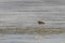 Beautiful curlew searching food in the sea bed