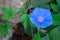Beautiful curly blue flower. Ornamental plant for the garden.