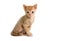 Beautiful curly-haired kitten Ural Rex sits right in front of the camera and looks forward, isolated