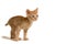 Beautiful curly Ural Rex kitten standing and looking forward, isolated on a white background