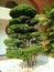Beautiful curved big Bonsai tree in a flower bed against the background.