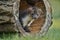 Beautiful cute beech marten, forest animal, Martes foina.