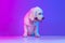 Beautiful cute big dog white Clumber standing isolated over gradient pink blue studio background in neon light filter