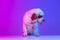 Beautiful cute big dog white Clumber standing isolated over gradient pink blue studio background in neon light filter