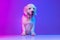 Beautiful cute big dog white Clumber standing  over gradient pink blue studio background in neon light filter