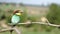 Beautiful cute bird sitting in the morning on a branch