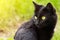 Beautiful cute black cat portrait in profile close-up with copy space