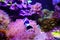 Beautiful cute Black & White Ocellaris Clownfish swimming in reef tank with beautiful soft coral reef
