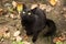 Beautiful cute bombay black cat portrait with yellow big eyes and attentive look outdoor in autumn nature