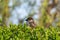 Beautiful cute brown sparrow sitting in lush bushes. Urban bird.