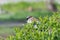 Beautiful cute brown sparrow sitting in lush bushes. Urban bird.