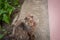 Beautiful cute cat sits and waits for food