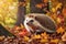 Beautiful, cute close-up hedgehog among the fall leaves