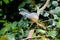 Beautiful cute Crested Coua, Coua cristata