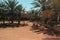 Beautiful and cute deers Gazelles in a zoo in UAE