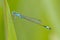 Beautiful cute dragonfly Ischnura elegans