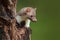 Beautiful cute forest animal. Beech marten, Martes foina, with clear green background. Stone marten, detail portrait. Small