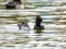 Beautiful cute Greater Scaup duck with expressive eyes in the middle of the lake