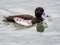 Beautiful cute Greater Scaup duck with expressive eyes in the middle of the lake