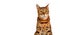 Beautiful cute green-eyed ginger striped purebred bengal cat, sitting looking at camera on white background. Copy space