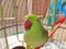 Beautiful cute green parrot loking on camera