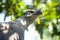 Beautiful cute grey hawk bird portrait shot