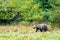 Beautiful cute Grizzly bear also known as the North American brown bear in nature in Glendale Cove